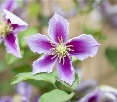 Clematis H. 'Piilu'