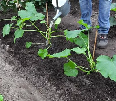 Courgette - Plantation dans le potager Courgette - Plantation dans le potager