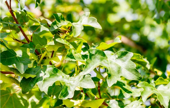 Acer campestre 'Elsrijk'