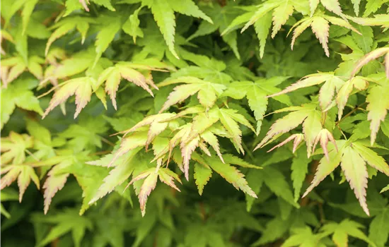 Acer palmatum 'Bi-Hoo'