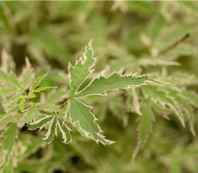 Acer palmatum 'Butterfly' Acer palmatum 'Butterfly'
