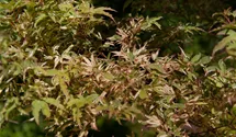 Érable palmé 'Butterfly'