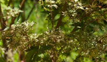 Érable palmé 'Butterfly'