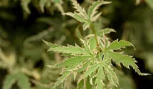 Érable palmé 'Butterfly'