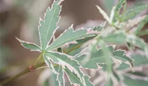 Érable palmé 'Butterfly'