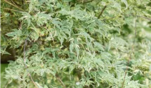Érable palmé 'Butterfly'