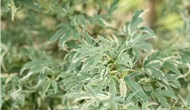 Érable palmé 'Butterfly'