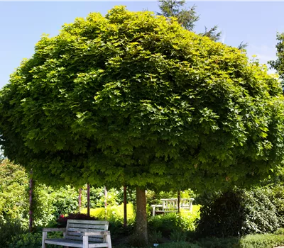 Acer platanoides 'Globosum' Acer platanoides 'Globosum'