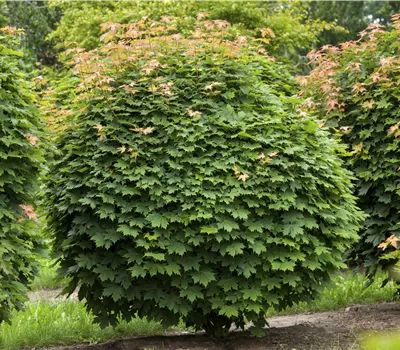 Acer platanoides 'Globosum' Acer platanoides 'Globosum'