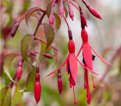 Fuchsia magellanica 'Riccartonii' Fuchsia magellanica 'Riccartonii'