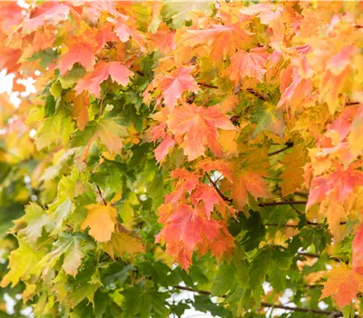 Acer platanoides 'Globosum' 