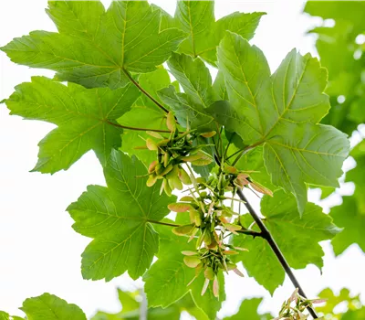 Acer pseudoplatanus