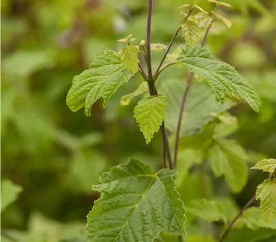 Acer rufinerve Acer rufinerve