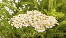 Achillée millefeuille