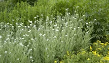 Achillée millefeuille