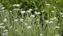 Achillée millefeuille