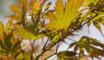 -6m/Japanisch.Ahorn/Laub grün/vert