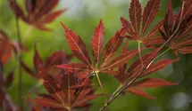 -6m/Japanisch.Ahorn/Laub grün/vert