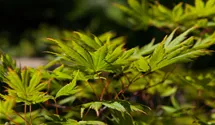 -6m/Japanisch.Ahorn/Laub grün/vert