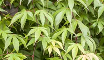 -6m/Japanisch.Ahorn/Laub grün/vert