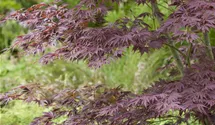 -6m/Japanisch.Ahorn/Laub grün/vert