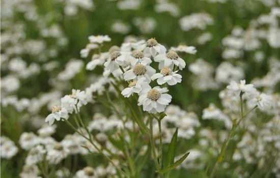 Achillea ptarmica