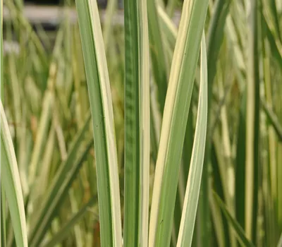Acorus calamus 'Variegatus' Acorus calamus 'Variegatus'