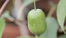 Kiwi 'Issai'