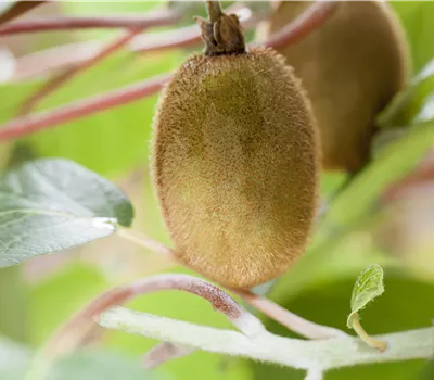 Actinidia deliciosa 'Hayward' Actinidia deliciosa 'Hayward'