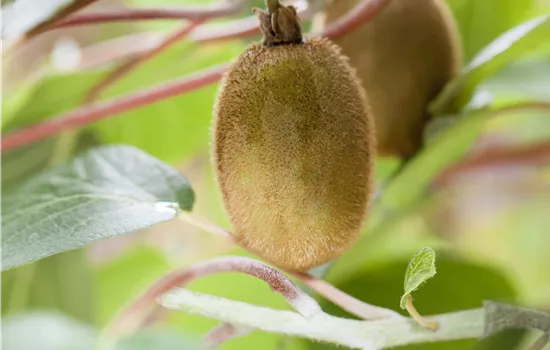 Actinidia deliciosa 'Hayward' Actinidia deliciosa 'Hayward'