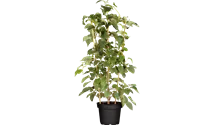 Kiwi 'Solissimo'®