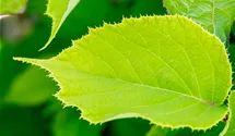 Kiwi 'Solissimo'®