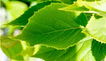 Kiwi 'Solissimo'®