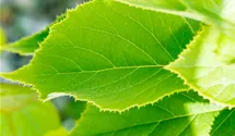 Kiwi 'Solissimo'®