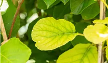 Kiwi 'Solissimo'®