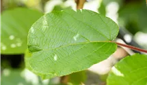 Kiwi 'Solissimo'®