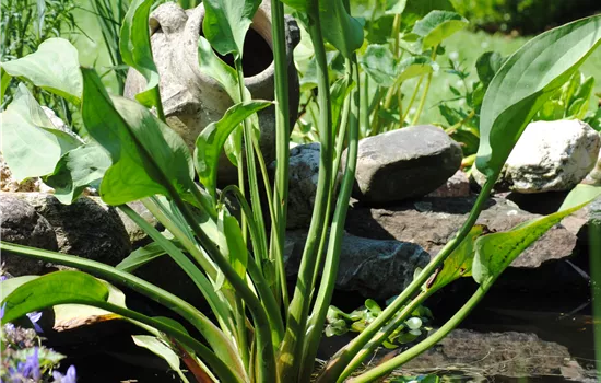 Alisma plantago-aquatica