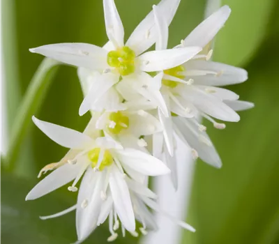 Allium ursinum Allium ursinum