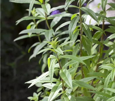 Aloysia triphylla Aloysia triphylla
