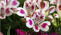 Lis des Incas 'Inticancha White Pink Blush'