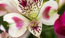 Lis des Incas 'Inticancha White Pink Blush'