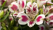 Lis des Incas 'Inticancha White Pink Blush'