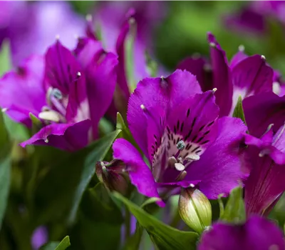 Alstroemeria hybrid 'Inticancha Indigo' Alstroemeria hybrid 'Inticancha Indigo'