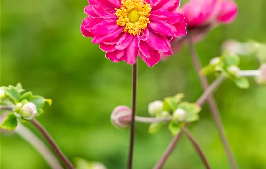 Anemone hupehensis 'Bressingham Glow'