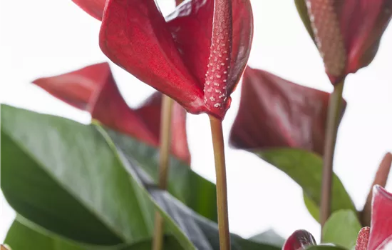 Anthurium andreanum Anthurium andreanum