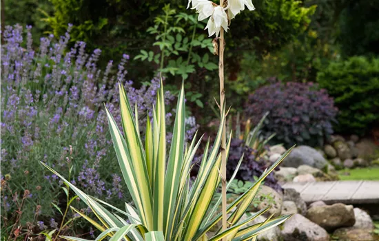 Yucca filamentosa
