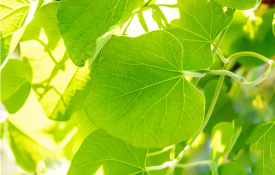 Aristolochia macrophylla  Aristolochia macrophylla