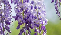 Chinesischer Blauregen 'Prolific'