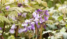 Chinesischer Blauregen 'Prolific'