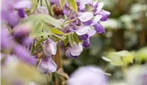 Chinesischer Blauregen 'Prolific'